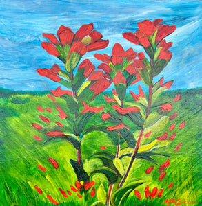 Indian Paintbrush