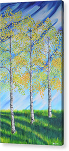 Aspen Trees Line - Acrylic Print